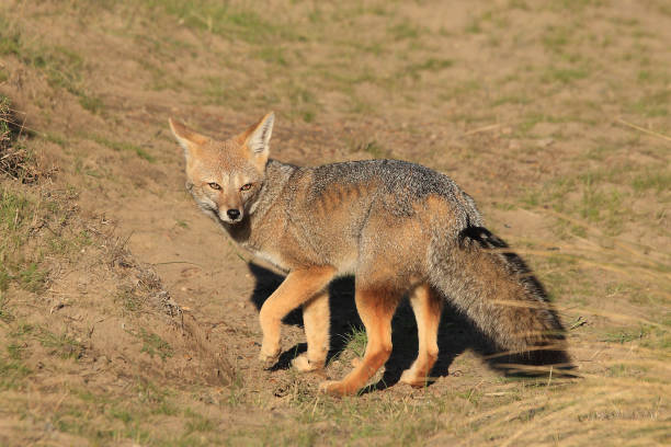 South American grey fox or Patagonian fox, Lycalopex griseus, observed in the Valdes Peninsula, Patagonia, Argentina stock photo