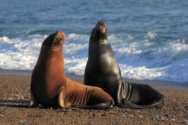South American sea lions or southern sea lions or patagonian sea lions, Otaria flavescens, resting on the beach of Punta Norte in the Valdes Peninsula, Patagonia, Argentina stock photo