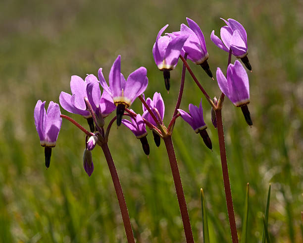 Shooting Stars in Bloom South of Olympia, the state capitol, there is a mounded prairie that defies scientific explanation. Although there are many arguable theories as to their existence, no one can question the beauty of the Mima Mounds as they put on a colorful display of wildflowers every year. The purple Shooting Stars dominate the prairie grassland in this spring scene. Mima Mounds Natural Area Preserve is near Rochester, Washington State, USA. jeff goulden mima mound stock pictures, royalty-free photos & images