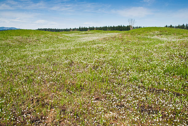 Mounded Prairie Covered with Wildflowers South of Olympia, the state capitol, there is a mounded prairie that defies scientific explanation. Although there are many arguable theories as to their existence, no one can question the beauty of the Mima Mounds as they put on a colorful display of wildflowers every year. These white wildflowers dominate the prairie grassland in this spring scene. Mima Mounds Natural Area Preserve is near Rochester, Washington State, USA. jeff goulden wildflower stock pictures, royalty-free photos & images