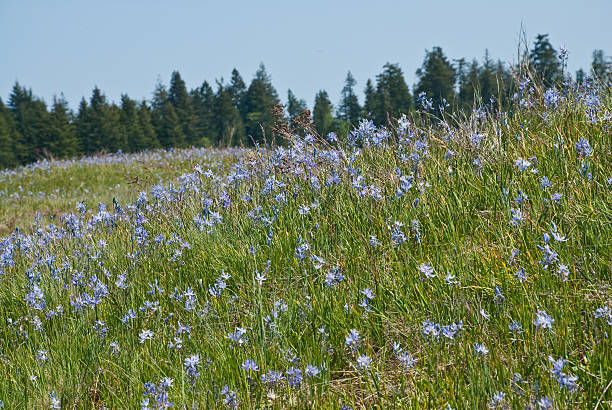 Prairie Meadow of Camas Flowers and Trees South of Olympia, the state capitol, there is a mounded prairie that defies scientific explanation. Although there are many arguable theories as to their existence, no one can question the beauty of the Mima Mounds as they put on a colorful display of wildflowers every year. The blue Camas flowers dominate the prairie grassland in this spring scene. Mima Mounds Natural Area Preserve is near Rochester, Washington State, USA. jeff goulden wildflower stock pictures, royalty-free photos & images