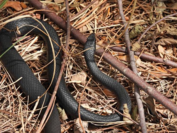 Southern Black Racer Snake resting stock photo