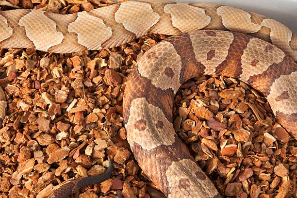 Southern Copperhead vs Northern Copperhead Color Patterns stock photo