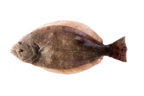 Southern Flounder (Paralichthys lethostigma). Left-eyed flounder, up side. Isolated on white background stock photo