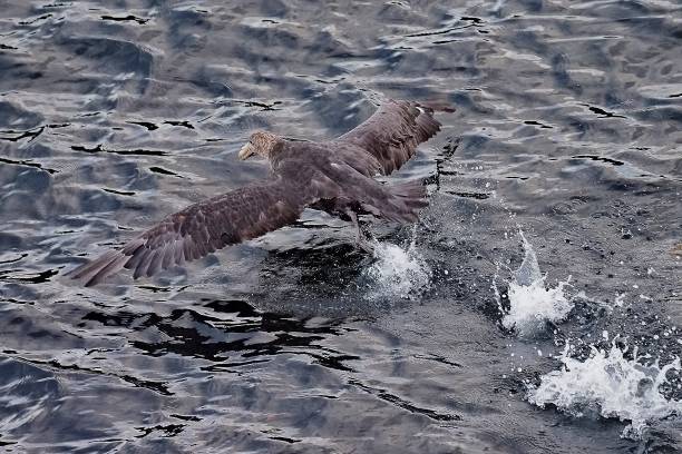A Southern Giant Petrel takes off from the Pacific Ocean stock photo