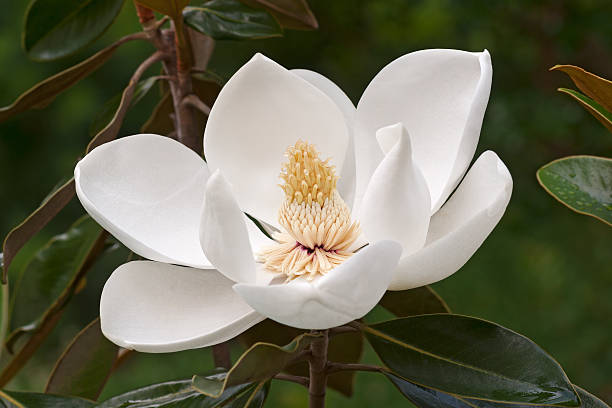 Southern magnolia flower stock photo