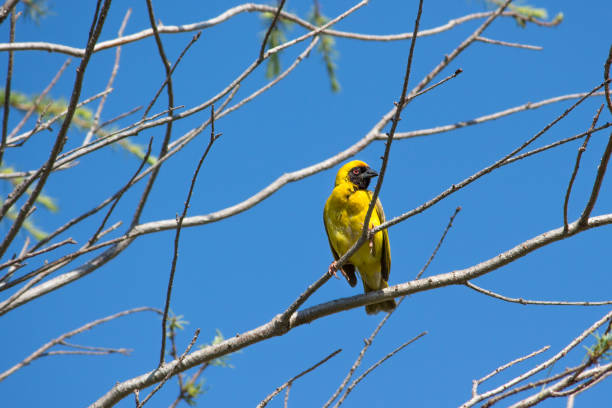 Southern masked weaver bird in tree stock photo