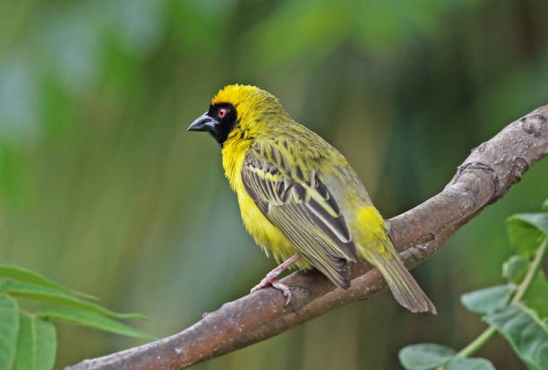 Southern Masked Weaver Southern Masked Weaver (Ploceus velatus) adult male perched on branch"n"nAugrabies Falls National Park, South Africa              November augrabies falls national park stock pictures, royalty-free photos & images