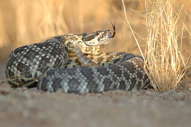 Southern Pacific Rattlesnake  snake with its tongue out stock pictures, royalty-free photos & images