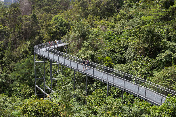 Southern Ridges Canopy Walk, Singapore stock photo