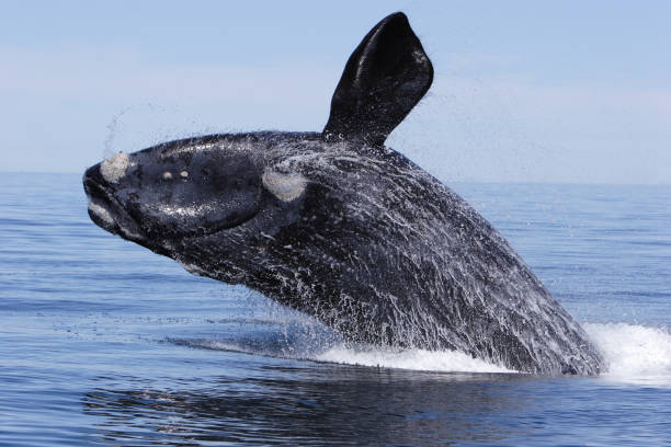 Southern right whale breaching stock photo
