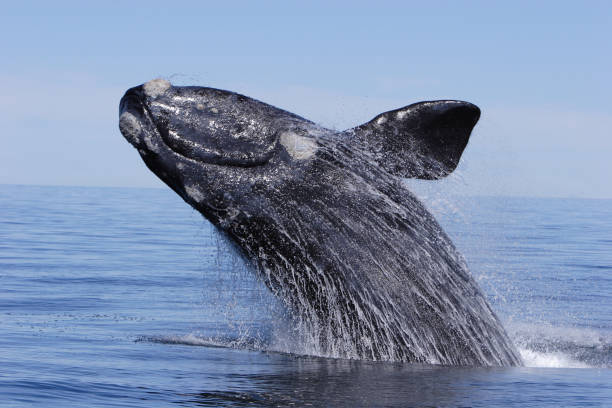 Southern right whale breaching stock photo