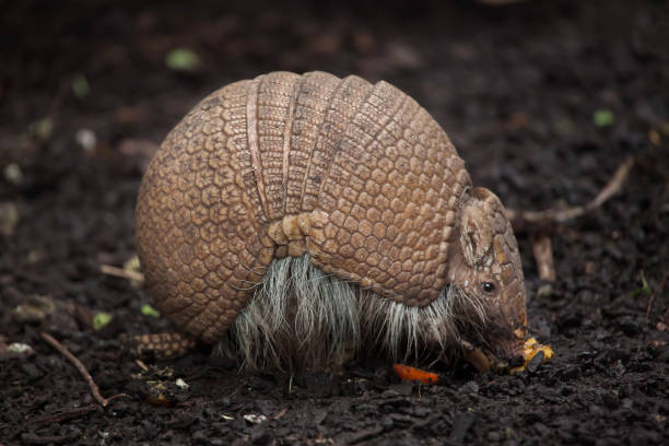 Southern three-banded armadillo (Tolypeutes matacus) stock photo