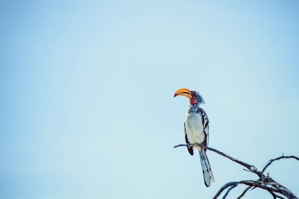 Southern yellow-billed hornbill ( Tockus leucomelas ) sitting on a branch stock photo