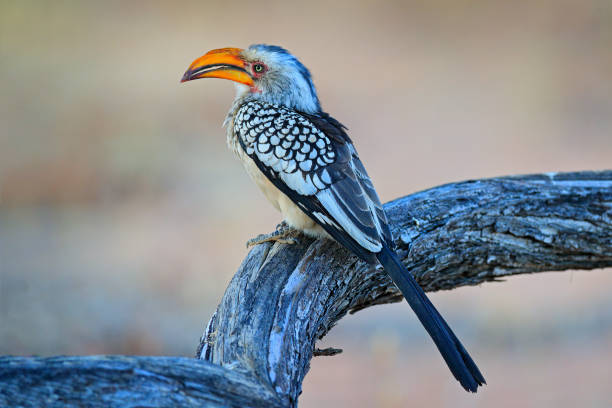 Southern Yellow-billed Hornbill, Tockus leucomelas. Etosha, Namibia, Africa. Detail portrait of bird with big yellow bill. Wildlife scene from African nature. stock photo