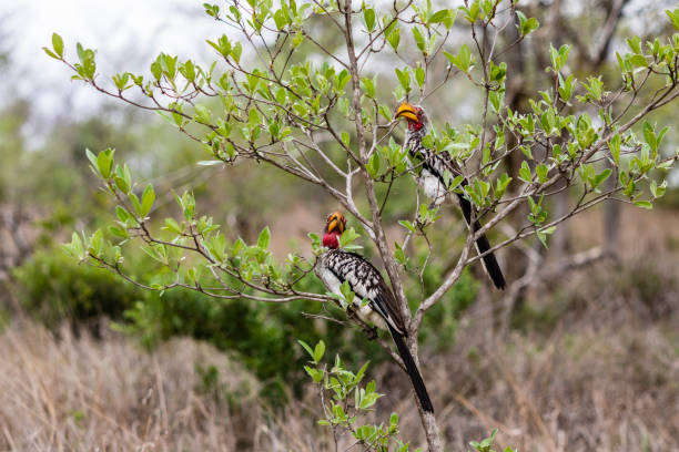 Southern yellow-billed hornbills stock photo