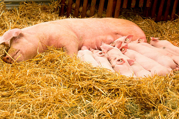 Sow and Piglets stock photo