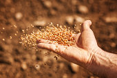 istock sower's hand with wheat seeds 463518829
