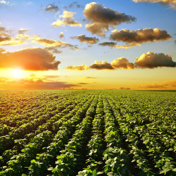 Soy plantation at sunset. Spring landscape in the setting sun. Growing green soybeans plant on field. Soy plantation at sunset. Spring landscape in the setting sun. plantation stock pictures, royalty-free photos & images