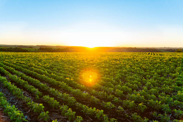 Soy Sunset Sunset and a soy plantation plantation stock pictures, royalty-free photos & images