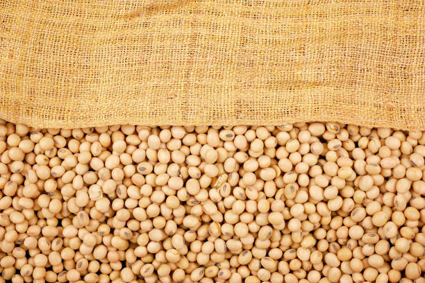 soybean beans background, seeds food raw material,delicious dishes seed bean agricultural product stock photo