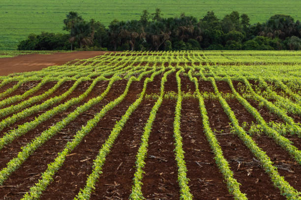 Soybean cultivation area at a newly planted stage, with farm planting lines stock photo