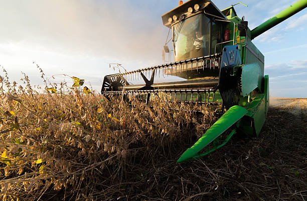 soybean harvest in autumn Harvesting of soybean field with combine harvesting stock pictures, royalty-free photos & images