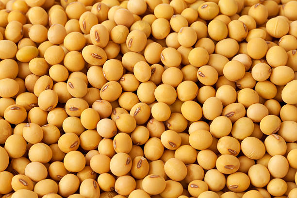 133 043 Soybean Stock Photos Pictures Royalty Free Images Istock