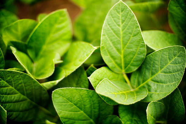 Soybean plant, top view. stock photo