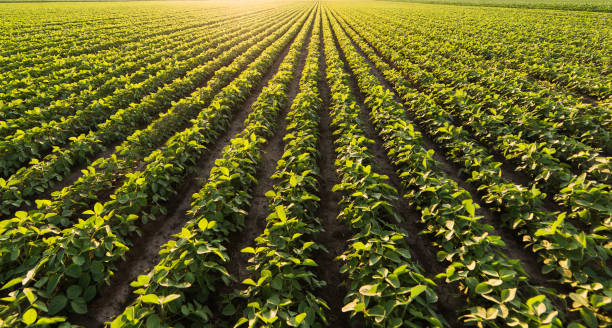 Soybean plantation at sunny day Soybean plantation at sunny day plantation stock pictures, royalty-free photos & images