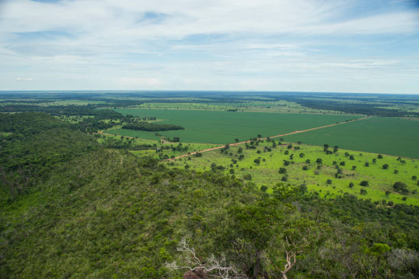 Soybean plantation in a cerrado area stock photo