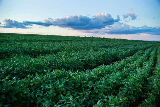 Soybean plantation in Brazil stock photo