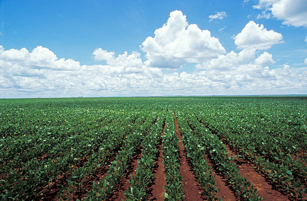 Soybean plantation in  cerrado area, Mato Grosso, Brazil stock photo