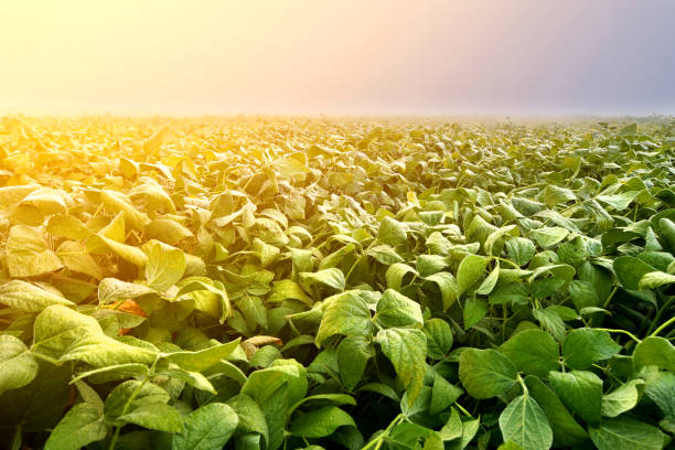 Soybean plantation in early morning stock photo