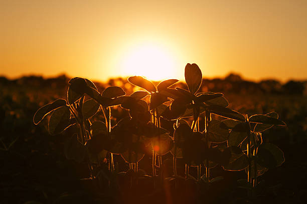soybean plants in evening sunlight stock photo
