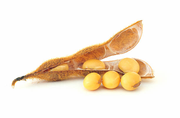 Soybean seeds on white background stock photo