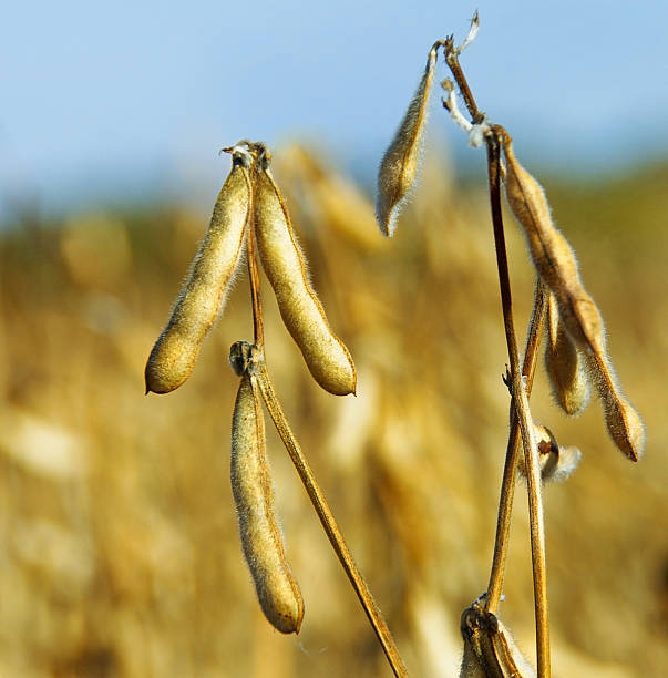 Soybeans