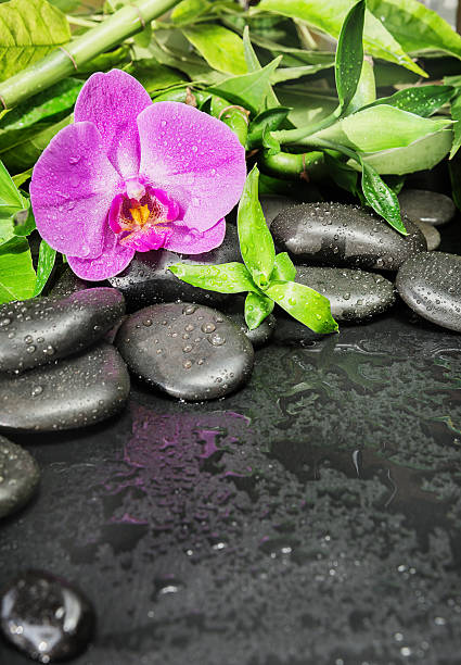 Spa concept with black basalt massage stones, pink orchid flower and...