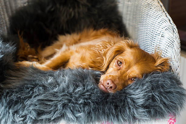 Spaniel mixed breed dog resting relaxed on sheepskin rug stock photo