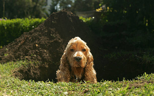Spaniel sitting in hole dug in lawn A cocker spaniel looks out of a large hole digging stock pictures, royalty-free photos & images