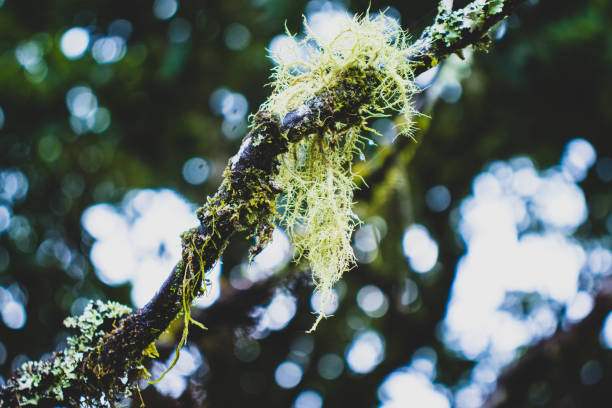 Spanish moss hang on the tree with blur background stock photo
