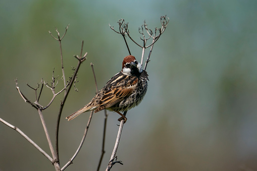 スペインの Sparrow (Passer hispaniolensis - ストックフォト・写真素材...