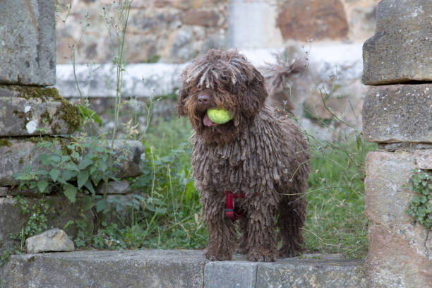 Spanish Water Dog stock photo