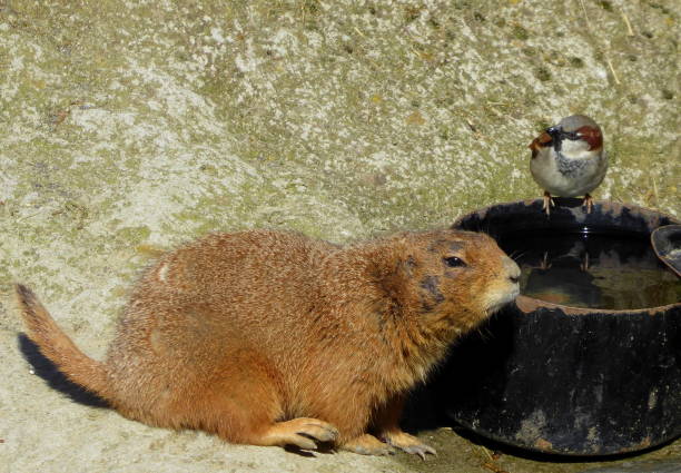 sparrow and marmot stock photo