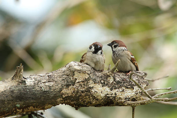 sparrow couple stock photo
