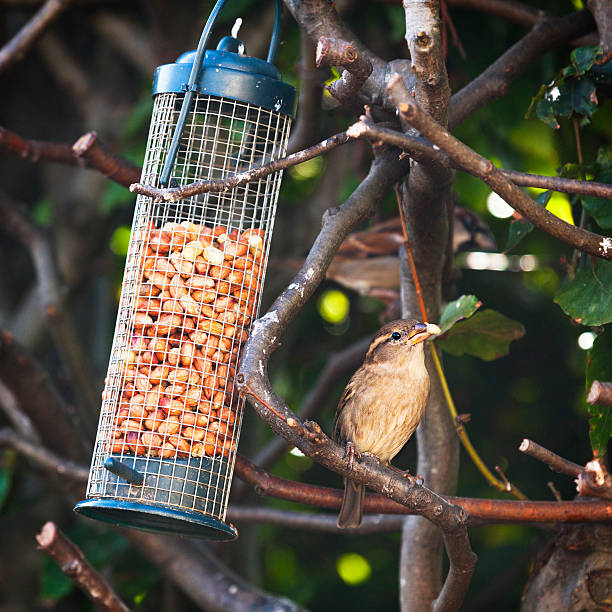 Sparrow eating a peanut stock photo