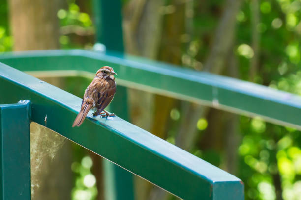 Sparrow on a Rail stock photo