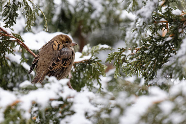 Sparrow perched in a pine tree under a snowfall stock photo