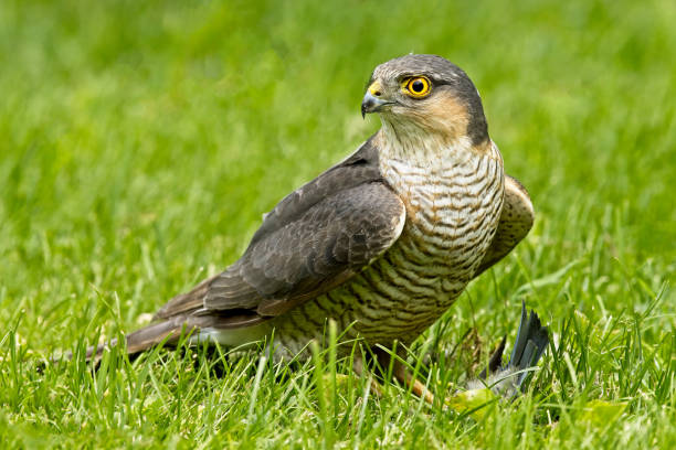 Sparrowhawk with prey stock photo