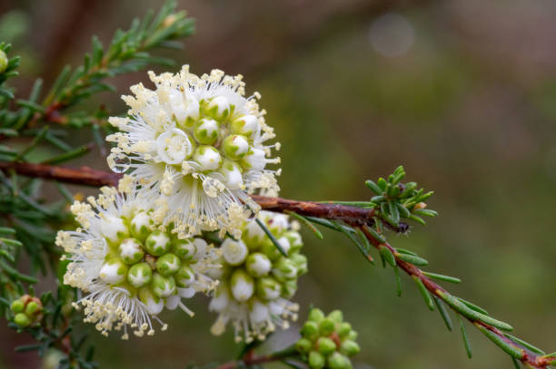 Spearwood ("Kunzea glabrescens") a shrub in the myrtle family, Myrtaceae stock photo